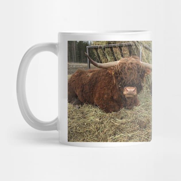 Scottish Highland Cattle Bull 2340 by SaarelaHighland